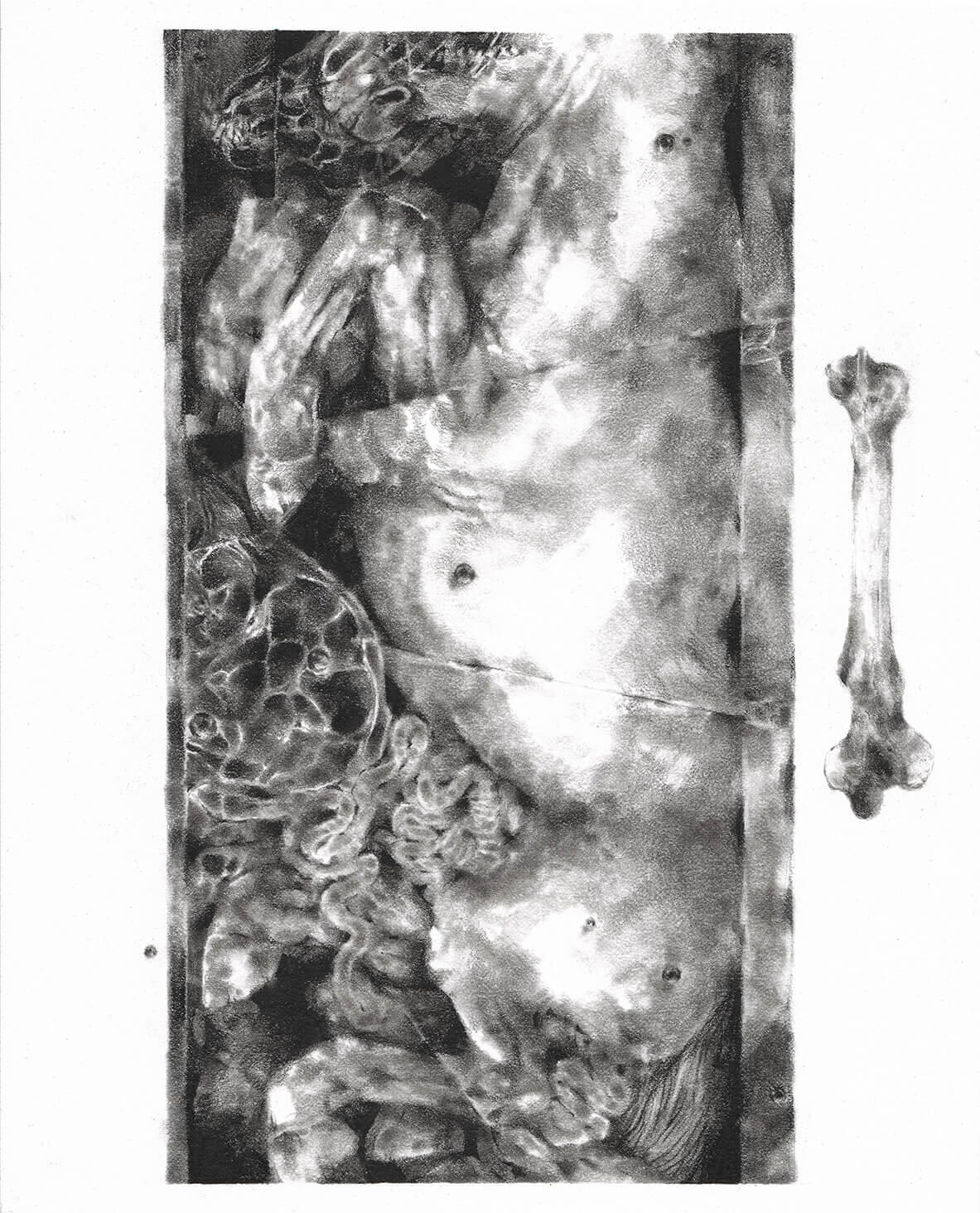 glue/dream. graphite illustration
