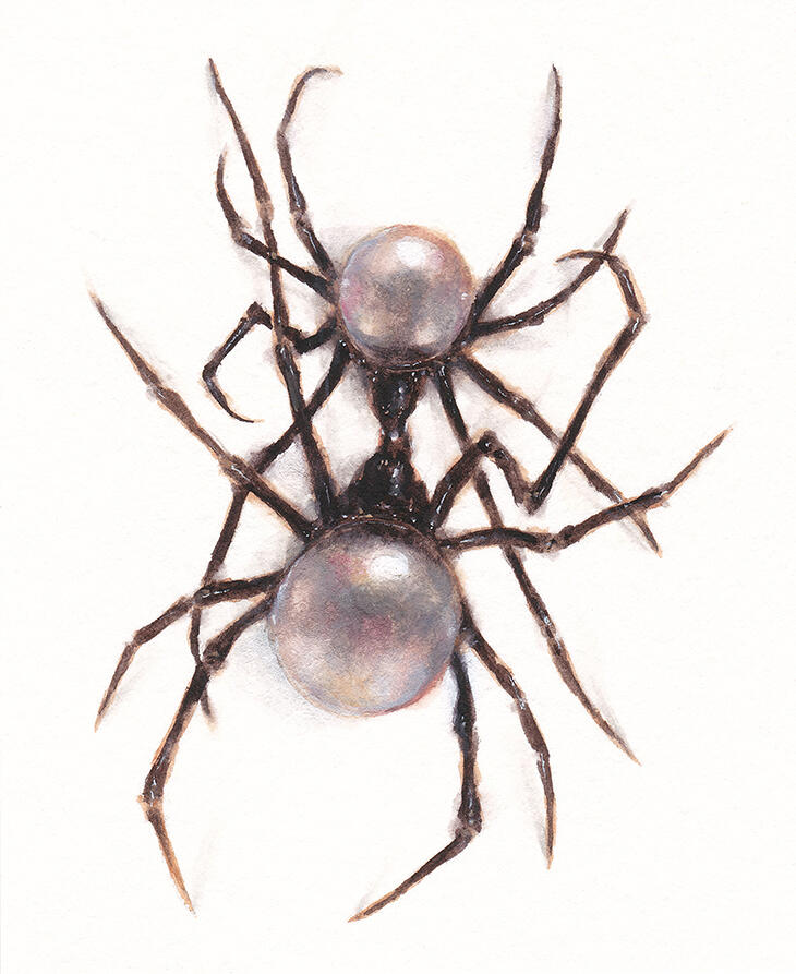 venatrix. gouache watercolor painting